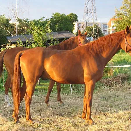 Stajni Jazon Appartement Malbork