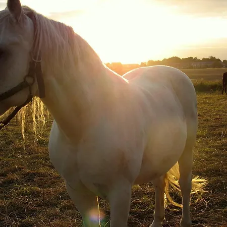 Stajni Jazon Malbork