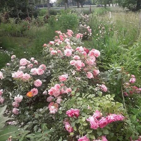 Stajni Jazon アパート