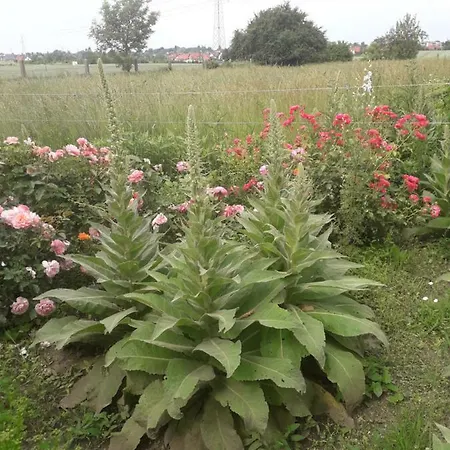 アパート Stajni Jazon マルボルク