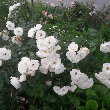 アパート Stajni Jazon *