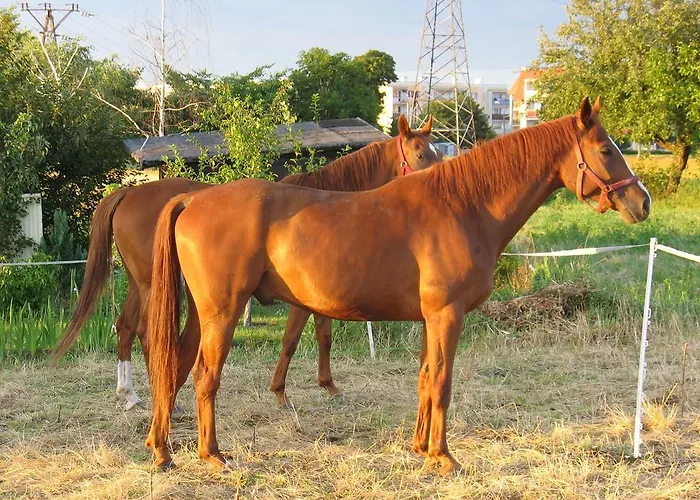 Stajni Jazon Lägenhet Malbork