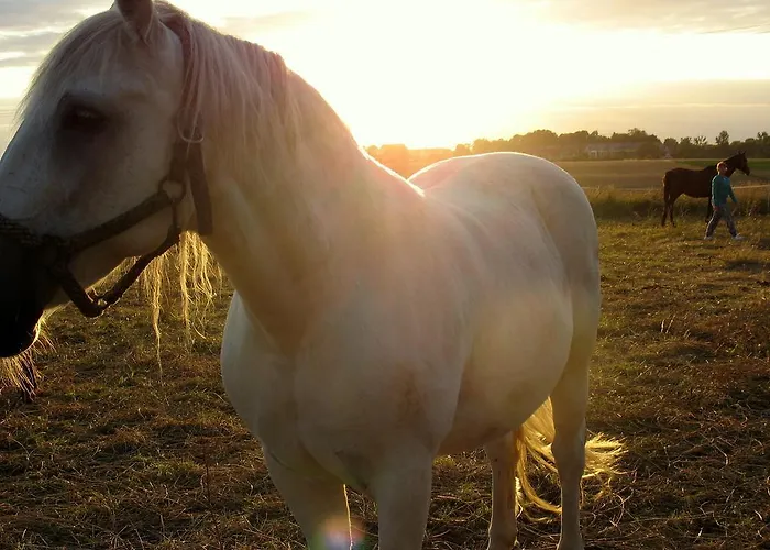 Stajni Jazon Malbork
