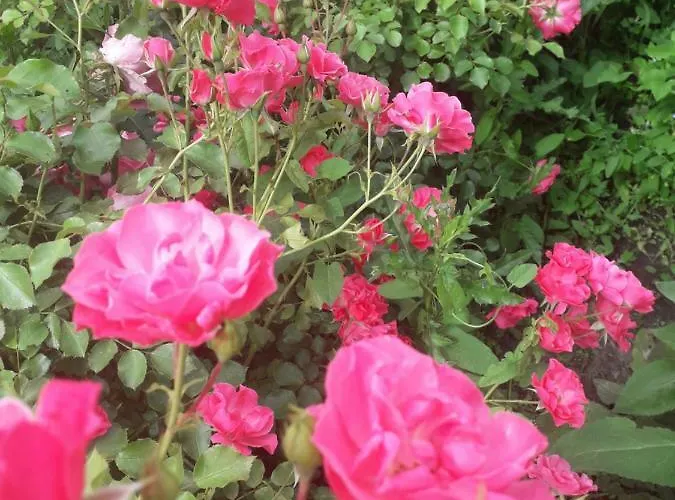 Lägenhet Stajni Jazon *