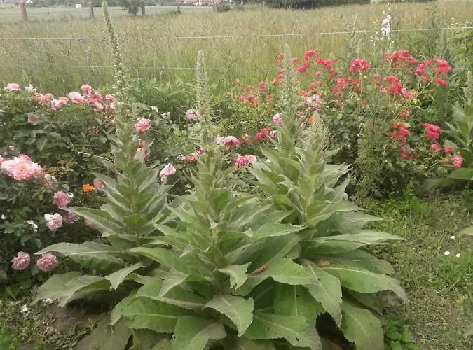 Lägenhet Stajni Jazon Malbork