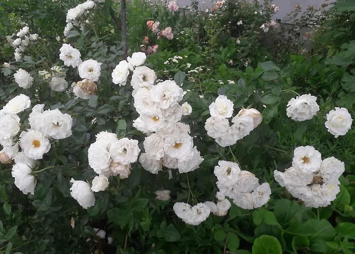 Lägenhet Stajni Jazon *